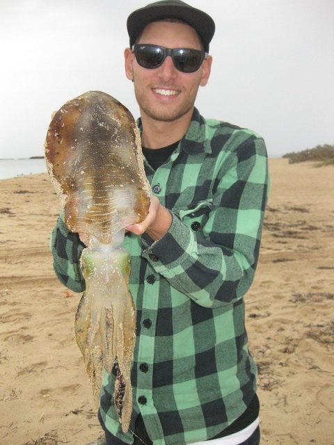 Quobba Squid